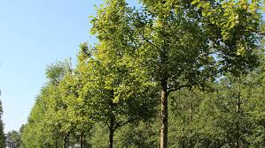 Attēlu rezultāti vaicājumam “Alnus incana”