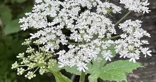 Attēlu rezultāti vaicājumam “Heracleum”