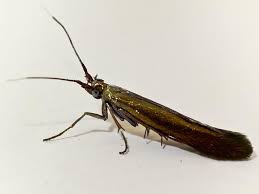 Attēlu rezultāti vaicājumam “Coleophoridae”