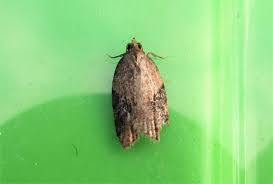 Attēlu rezultāti vaicājumam “Acleris laterana”