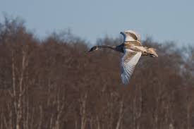 Attēlu rezultāti vaicājumam “Cygnus cygnus juvenile”