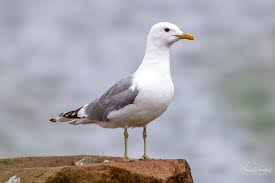 Attēlu rezultāti vaicājumam “Larus canus adult”