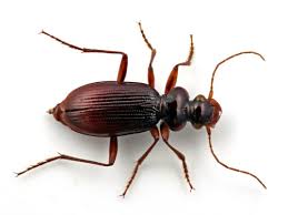 Attēlu rezultāti vaicājumam “Leistus ferrugineus”