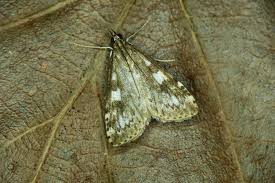 Attēlu rezultāti vaicājumam “Udea olivalis”