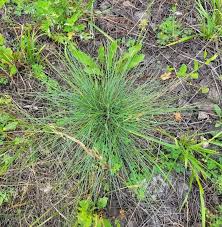 Attēlu rezultāti vaicājumam “Festuca ovina fruit”