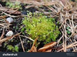 Attēlu rezultāti vaicājumam “Bartramia pomiformis sporophyte”