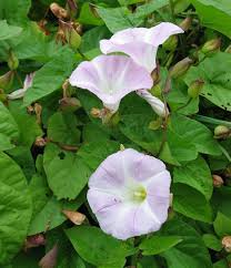 Attēlu rezultāti vaicājumam “Calystegia sepium fruit”