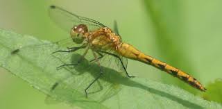 Attēlu rezultāti vaicājumam “Sympetrum”