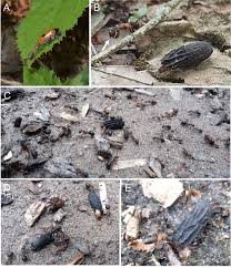 Attēlu rezultāti vaicājumam “Clytra quadripunctata”