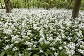 Attēlu rezultāti vaicājumam “Allium ursinum flower”