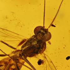 Attēlu rezultāti vaicājumam “Nematocera”