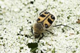 Attēlu rezultāti vaicājumam “Trichius fasciatus imago”