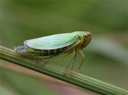 Attēlu rezultāti vaicājumam “Cicadella viridis”