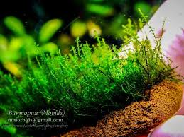 Attēlu rezultāti vaicājumam “Amblystegium serpens sporophyte”