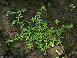 Attēlu rezultāti vaicājumam “Callitriche verna flower”