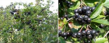 Attēlu rezultāti vaicājumam “Aronia melanocarpa fruit”