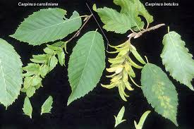Attēlu rezultāti vaicājumam “Carpinus caroliniana”
