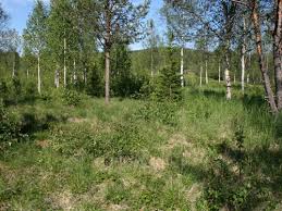 Attēlu rezultāti vaicājumam “Carterocephalus silvicolus”