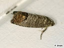 Attēlu rezultāti vaicājumam “Cydia pomonella”