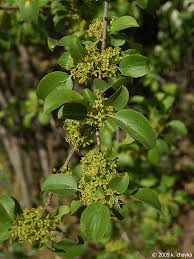 Attēlu rezultāti vaicājumam “Rhamnus cathartica fruit”