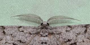 Attēlu rezultāti vaicājumam “Hypomecis roboraria”