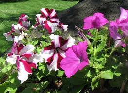 Image result for Petunia hybrida