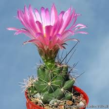 Attēlu rezultāti vaicājumam “Lophozia capitata”