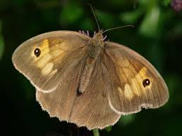 Attēlu rezultāti vaicājumam “Maniola jurtina male”