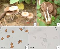 Attēlu rezultāti vaicājumam “Psathyrella sp.”