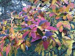 Attēlu rezultāti vaicājumam “Mespilus germanica leaf”
