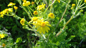 Attēlu rezultāti vaicājumam “Senecio vernalis bud”