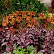 Image result for Heuchera Metallica