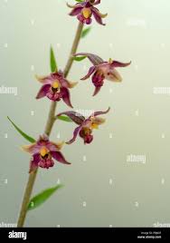 Attēlu rezultāti vaicājumam “Epipactis atrorubens flower”