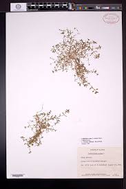 Attēlu rezultāti vaicājumam “Callitriche verna leaf”