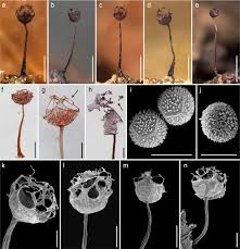 Attēlu rezultāti vaicājumam “Cribraria ferruginea stalked”