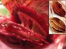 Fish Dissection - Head and Gills