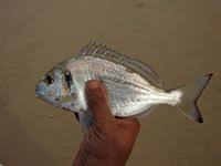 Image result for Sparus aurata