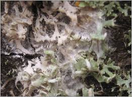 Attēlu rezultāti vaicājumam “Athelia arachnoidea”