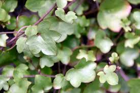 Attēlu rezultāti vaicājumam “Cymbalaria muralis leaf”