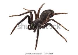 Attēlu rezultāti vaicājumam “Tegenaria sp.”