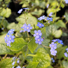 Image result for Brunnera `Jack Frost`