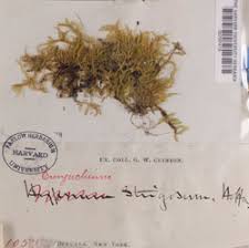 Attēlu rezultāti vaicājumam “Eurhynchiastrum pulchellum”