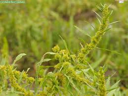 Attēlu rezultāti vaicājumam “Rumex maritimus”