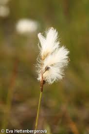 Attēlu rezultāti vaicājumam “Eriophorum gracile fruit”