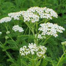 Attēlu rezultāti vaicājumam “Achillea salicifolia leaf”