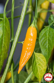 Afbeeldingsresultaat voor aji habanero hot pepper
