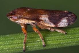 Attēlu rezultāti vaicājumam “Lamprotettix nitidulus”