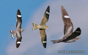 Image result for Chordeiles minor