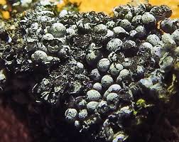 Attēlu rezultāti vaicājumam “Physarum licheniforme macro”