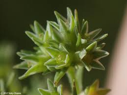 Attēlu rezultāti vaicājumam “Scleranthus annuus flower”
